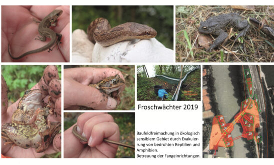 Baufeldfreimachung - weniger Daten